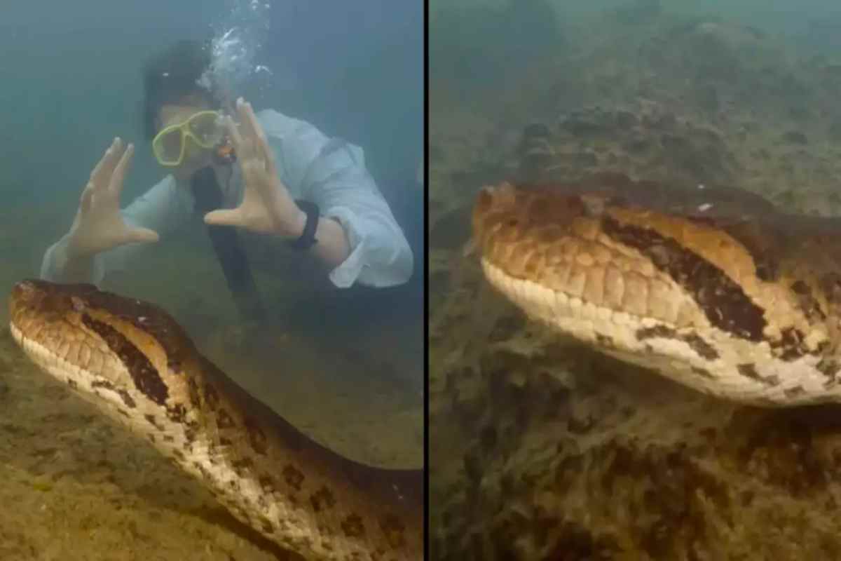 anaconda gigante scoperta nelle scorse settimane